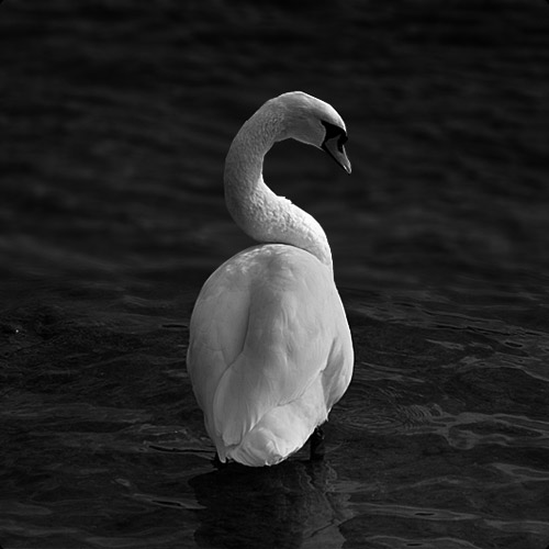 Basel Swan